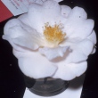 Emilie Blush